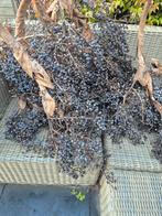 Mooie Palmboom - Zaden, Tuin en Terras, Planten | Bomen, Bloeit niet, Ophalen of Verzenden, 250 tot 400 cm, Palmboom