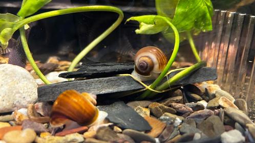 Appelslakken, Dieren en Toebehoren, Vissen | Aquariumvissen, Zoetwatervis, Slak of Weekdier, Schoolvis
