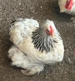 Cochin kriel, Dieren en Toebehoren, Pluimvee, Vrouwelijk, Kip