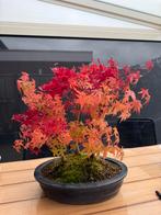 Bonsai arcer bos drie stammig, inmiddels kaal, In pot, Bloeit niet, Halfschaduw, Minder dan 100 cm
