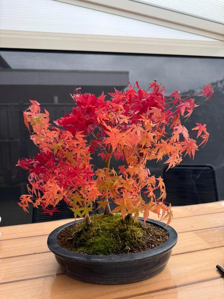 Bonsai arcer bos drie stammig, inmiddels kaal, Tuin en Terras, Planten | Bomen, Overige soorten, Minder dan 100 cm, Halfschaduw