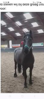 Verzorgpaard gezocht, Dieren en Toebehoren, Ophalen