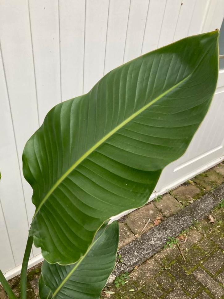 Strelitzia Nicolai 160 cm - Paradijsvogelplant, Tuin en Terras, Planten | Tuinplanten, Vaste plant, Overige soorten, Volle zon