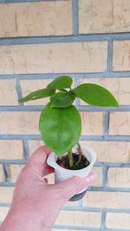 Pereskia aculeata Barbadosse kruisbes eetbaar, Huis en Inrichting, Kamerplanten, Fruitplant, Ophalen of Verzenden, In pot, Minder dan 100 cm