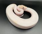 0.1 Ivory Pied ball python regius te koop, Dieren en Toebehoren, Slang, Tam, 0 tot 2 jaar