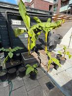 Bananenplant, Tuin en Terras, Planten | Tuinplanten, Ophalen, Zomer, Overige soorten, Volle zon