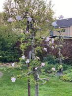 Prachtige oude fruitbomen Conference Peer, Zari/Elstar Appel, Ophalen, 250 tot 400 cm, Appelboom, Lente