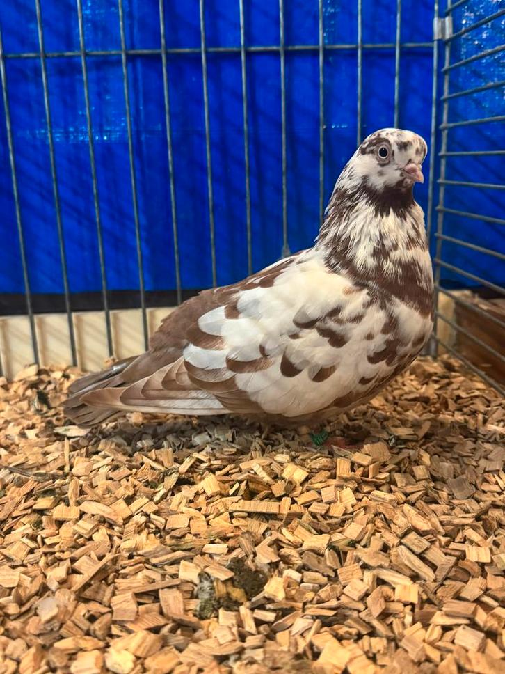 Portugese tuimelaars, Dieren en Toebehoren, Vogels | Duiven, Tuimelaar of Roller, Meerdere dieren