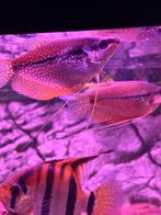 Goerami’s koppel, Vis, Zoetwatervis, Schoolvis