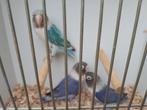 Personata, Dieren en Toebehoren, Vogels | Parkieten en Papegaaien, Geslacht onbekend, Dwergpapegaai of Agapornis, Geringd