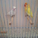 Koppel Agapornis nigrigenis, Dieren en Toebehoren, Meerdere dieren, Dwergpapegaai of Agapornis, Geringd