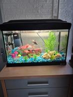 Aquarium inclusief 1 tropische vis., Dieren en Toebehoren, Reptielen en Amfibieën | Toebehoren, Ophalen, Zo goed als nieuw