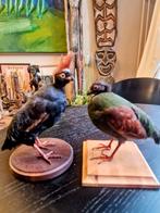 Taxidermie Roelroel vogels, Ophalen, Zo goed als nieuw, Vogel, Opgezet dier