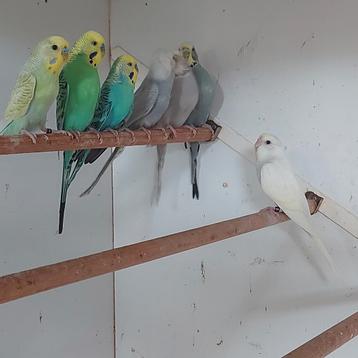 7 grasparkietjes beschikbaar voor biedingen