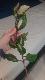 Stekjes van hoya carnosa tricolor, Huis en Inrichting, Kamerplanten, Ophalen of Verzenden, Halfschaduw, Minder dan 100 cm