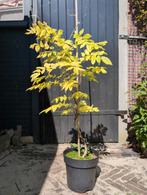 Wisteria 'blauwe regen' ca 100cm, Tuin en Terras, Ophalen, Volle zon, Overige soorten, 100 tot 250 cm