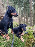 Heide terriërs pups, Dieren en Toebehoren, Honden | Jack Russells en Terriërs, België, Particulier, Rabiës (hondsdolheid), Overige rassen