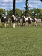 Te koop meerdere homozigoote merries, Merrie, Onbeleerd, 160 tot 165 cm, Tuigpaard