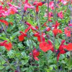 Salvia microphylla, Red bumble, een aparte salie, Overige soorten, Vaste plant, Ophalen of Verzenden, Halfschaduw