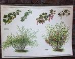 Vintage botanische schoolkaart kruisbes rode bes struiken, Antiek en Kunst, Natuur en Biologie, Ophalen of Verzenden