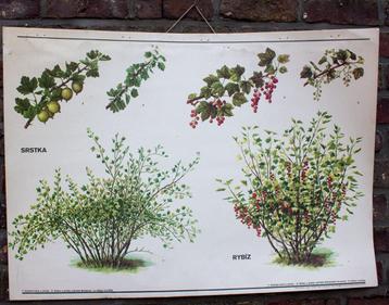 Vintage botanische schoolkaart kruisbes rode bes struiken