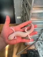 1.0 diablo blanco luipaardgekko, Hagedis, 0 tot 2 jaar