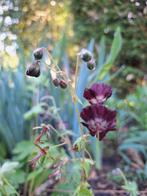 De donkere ooievaarsbek (Geranium phaeum), stekje, Vaste plant, Halfschaduw, Lente, Ophalen