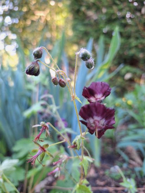 De donkere ooievaarsbek (Geranium phaeum), stekje, Tuin en Terras, Planten | Tuinplanten, Vaste plant, Overige soorten, Halfschaduw