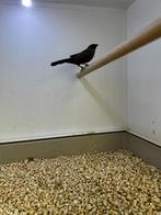 Elf astrilden, Dieren en Toebehoren, Mannelijk, Tropenvogel, Geringd