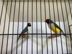 gouldamadine koppel adv3 blauw, Dieren en Toebehoren, Vogels | Overige Vogels, Meerdere dieren, Tropenvogel