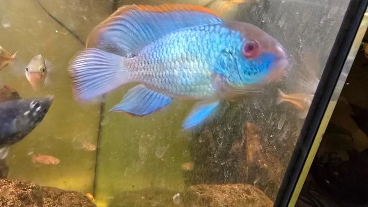 Electric Blue Acara - Kleintjes 3 - 5cm, Dieren en Toebehoren, Vissen | Aquariumvissen, Vis