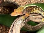 Prachtige wimpergekko + ingericht terrarium etc, Dieren en Toebehoren, Ophalen, Gebruikt, Terrarium of Paludarium