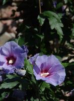 Hibiscus blauw zaden, Tuin en Terras, Bloembollen en Zaden, Ophalen of Verzenden