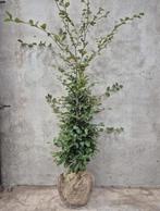 Carpinus betulus met kluit, Ophalen, Overige soorten, 100 tot 250 cm