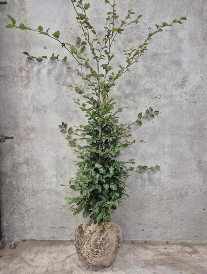 Carpinus betulus met kluit, Tuin en Terras, Planten | Struiken en Hagen, Overige soorten, 100 tot 250 cm, Ophalen
