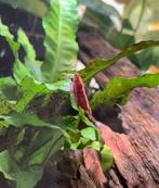 Bloody Mary Neocaridina Siergarnaal, Dieren en Toebehoren, Vissen | Aquariumvissen, Kreeft, Krab of Garnaal