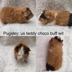 Baby us teddy beertje choco buff wit, Dieren en Toebehoren, Knaagdieren, Cavia, Mannelijk, Tam, September