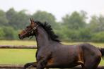 3 jarige Vitalis x Festrausch x Donnerhall x Pik Bube I, Dieren en Toebehoren, Paarden, Merrie, Gechipt, Dressuurpaard, 3 tot 6 jaar