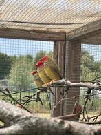 Binsenastrilde, Dieren en Toebehoren, Mannelijk, Parkiet, Geringd