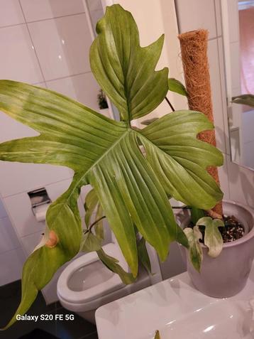 Philodendron florida ghost beschikbaar voor biedingen