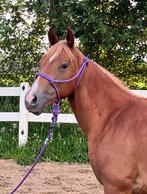 Super lieve knappe 2 jarige Quarter Horse, Dieren en Toebehoren, Merrie, Minder dan 160 cm, Gechipt, 0 tot 2 jaar