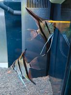 Maanvis red Spotted, Dieren en Toebehoren