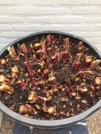 75 canna knollen voor maar 75 euro , inc Kuip, Ophalen, Volle zon, Knol