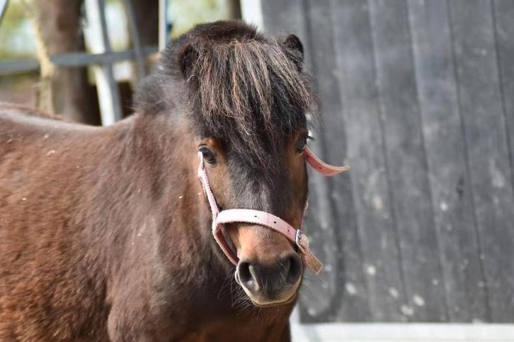Bomproef mini shetlander merrie (8) en zwart B pony veulen, Dieren en Toebehoren, Pony's, Merrie, Niet van toepassing, A pony (tot 1.17m)