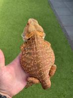 Baardagaam man, Dieren en Toebehoren, Reptielen en Amfibieën, Hagedis, 0 tot 2 jaar