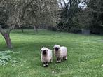 Wallizer Schwarznase ramlammeren, Dieren en Toebehoren, Schapen, Geiten en Varkens, Mannelijk, Schaap, 0 tot 2 jaar