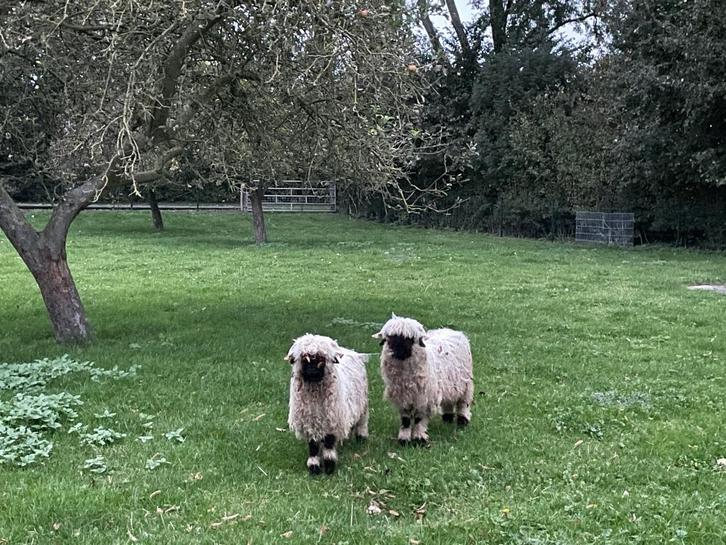 Wallizer Schwarznase ramlammeren, Dieren en Toebehoren, Schapen, Geiten en Varkens, Schaap, Mannelijk, 0 tot 2 jaar