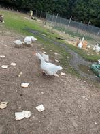 Boerenganzen te koop, Dieren en Toebehoren, Pluimvee, Meerdere dieren, Eend