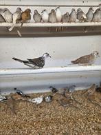 11 bonte diamant duiven 110 euro, Dieren en Toebehoren, Vogels | Duiven, Meerdere dieren, Overige soorten