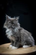Maine coon kitten Kater, Kater, Gechipt, 0 tot 2 jaar